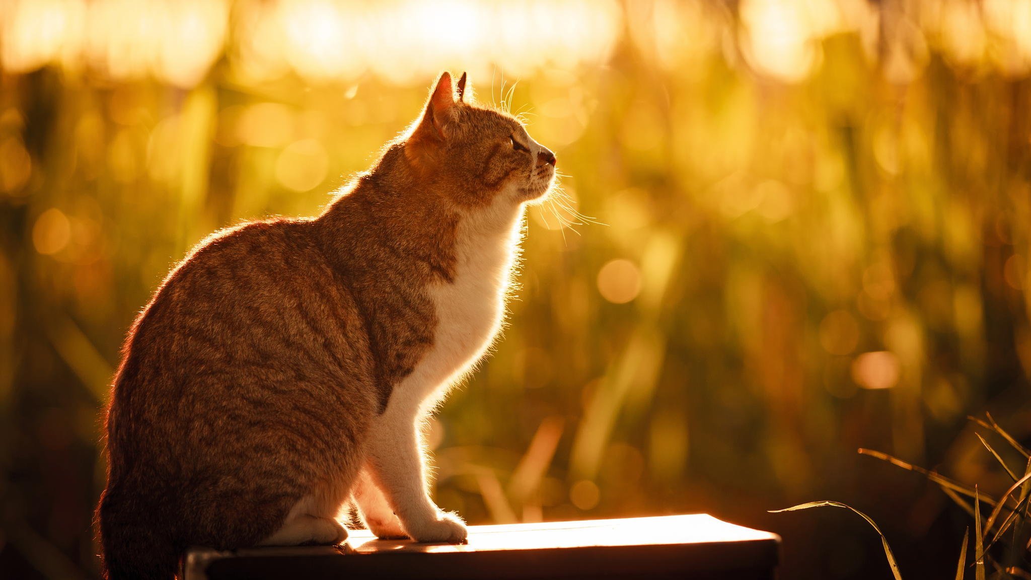 gatto gatto seduta natura estate sole luce erba bokeh