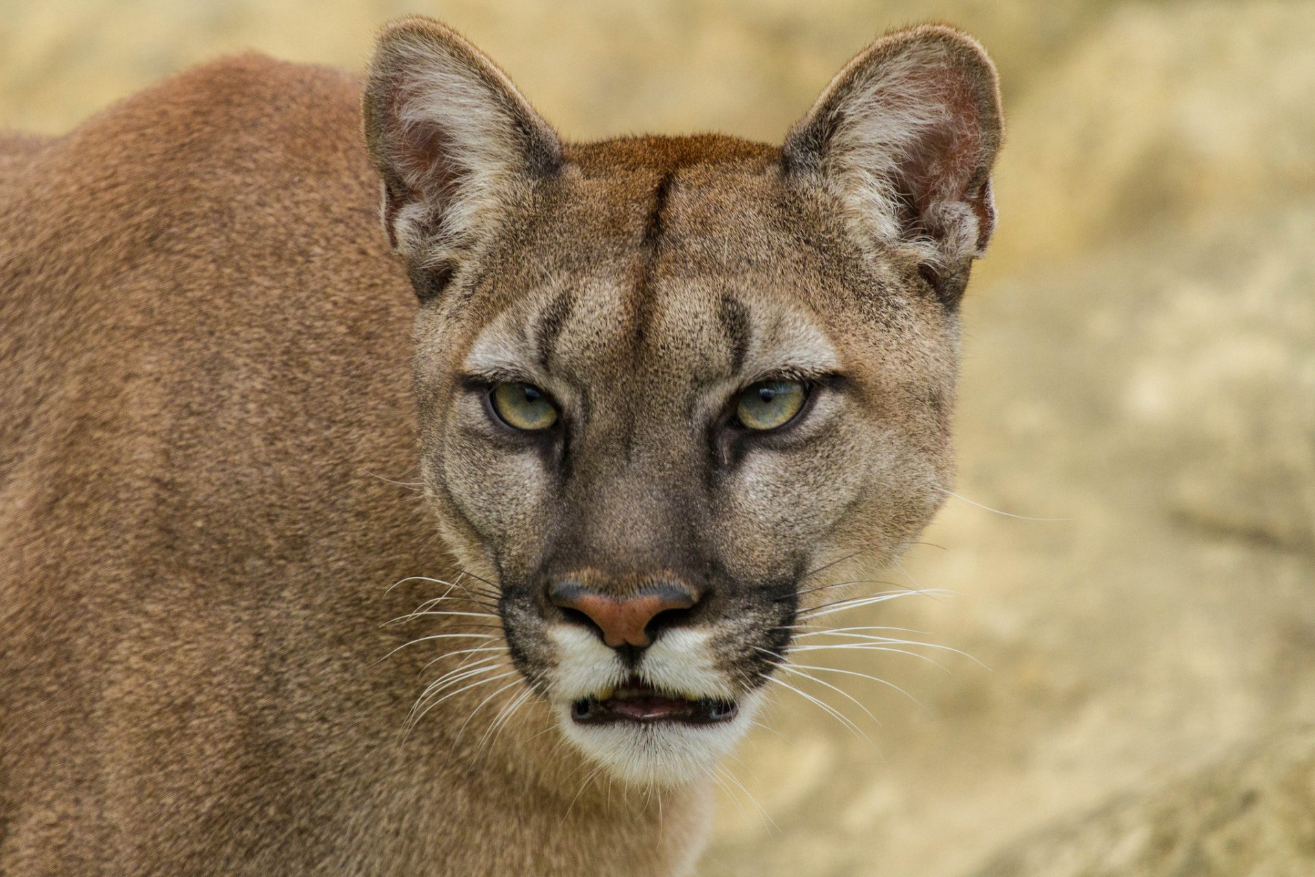 puma cougar lion de montagne chat vue museau