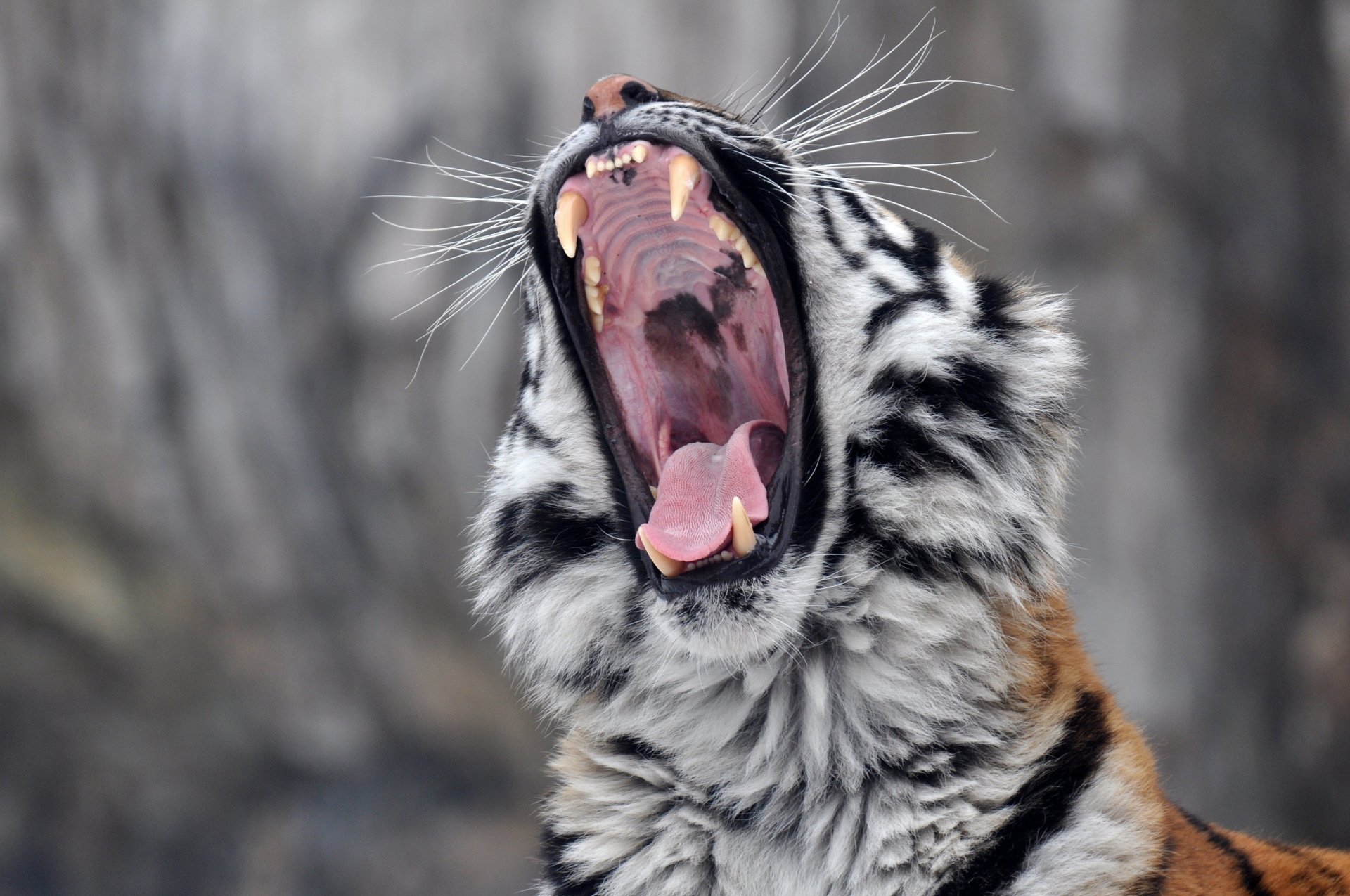 amur-tiger wildkatze raubtier schnauze gähnt maul zähne zunge