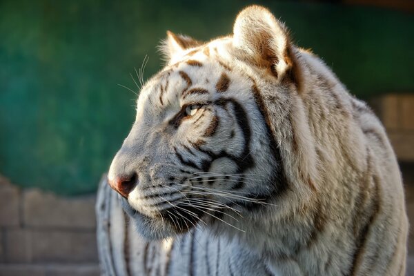 Der weiße Tiger hat eine schläfrige Schnauze