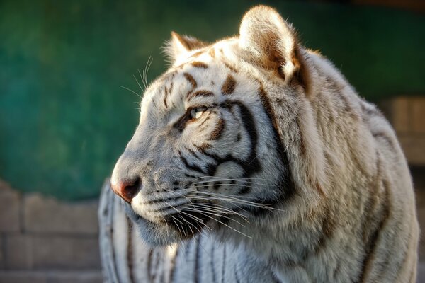 The white tiger has a sleepy muzzle