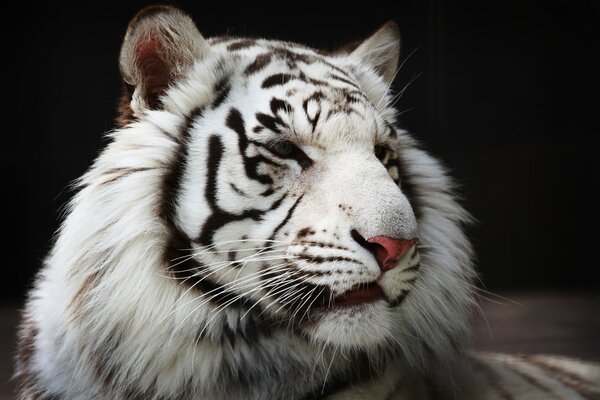 The muzzle of a white tiger on black