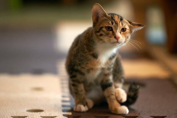 Tricolor cat sitting on the floor