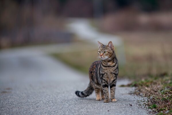 Gato rayado camina por carretera asfaltada