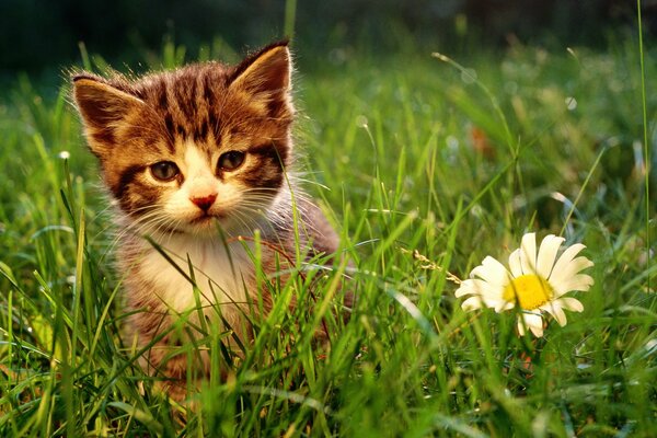 Котенок сидит в траве