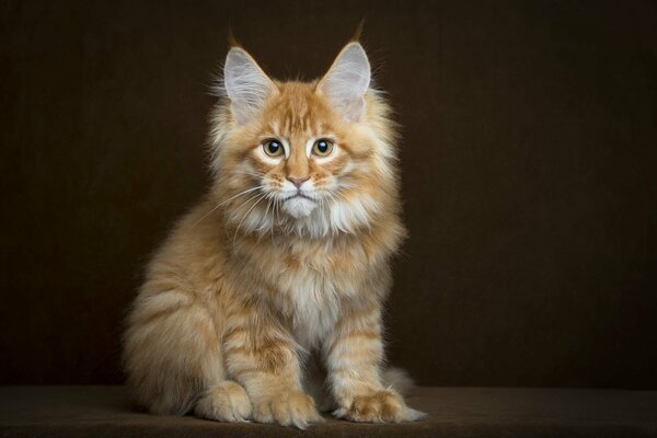 A red kitten looks like a tiger cub