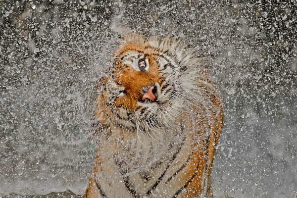 Tigre se sacude el polvo y el chorro de vuelo