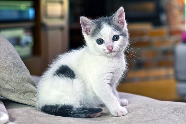 A little kitten on the bed