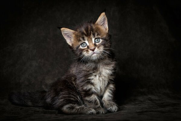 La mirada de un gatito Maine Coon sobre un fondo oscuro