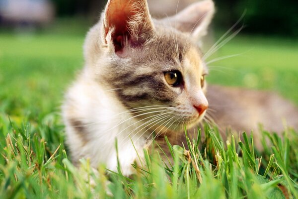 Макро кошка с белой шеей на траве