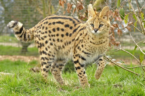 Żbik Serval w trawie