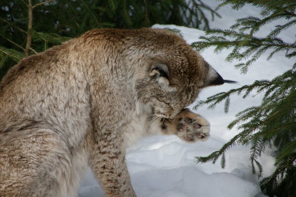 Lynx eurasien se lave dans la neige