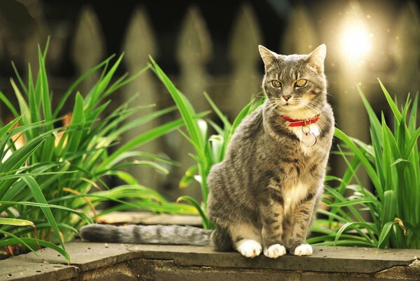 Gato con collar rojo sentado cerca de las plantas