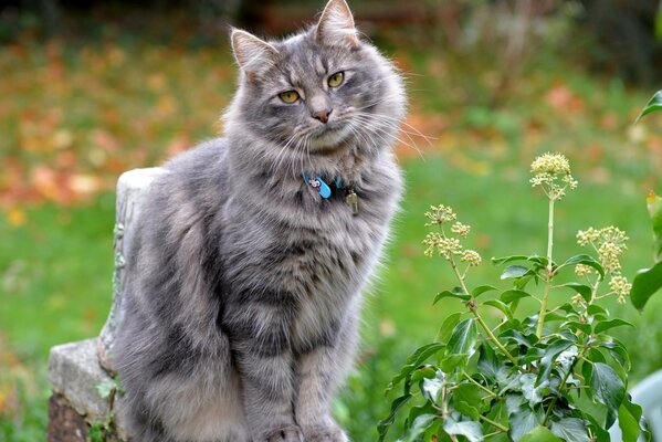 Katze auf dem Land im Herbst