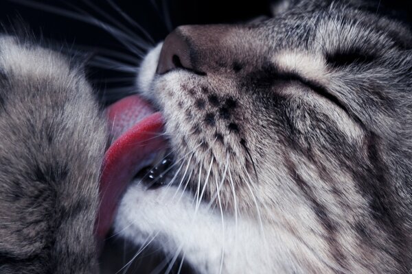 Gatto bagno giorno con piacere