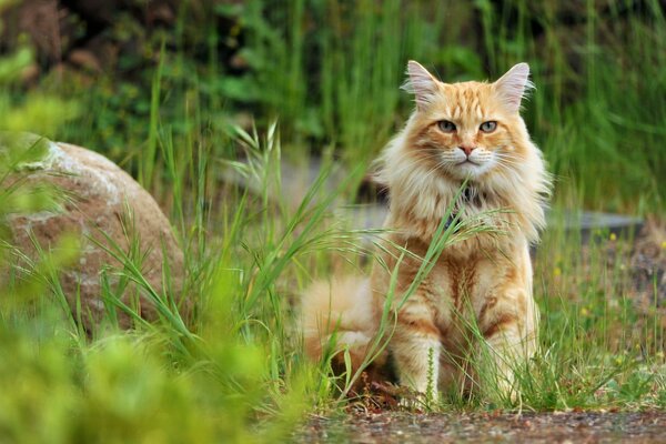 A red-haired cat in nature. The cat s gaze