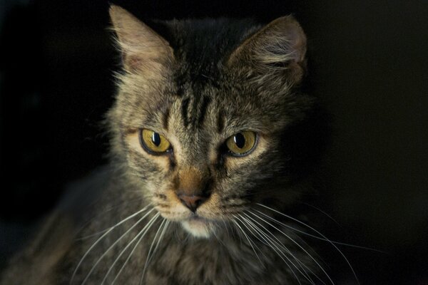 Handsome cat with a serious look