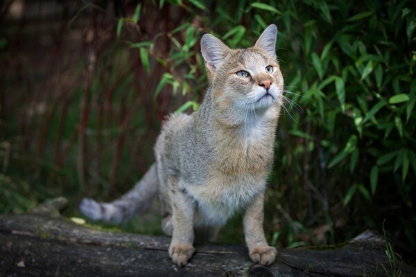 Räuberisches Säugetier vor dem Hintergrund der Fauna