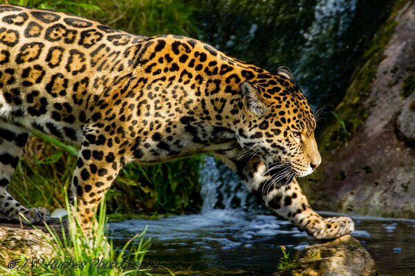 Ein Jaguar geht am Bach spazieren