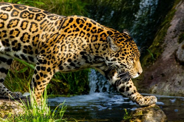 Jaguar spaceruje nad strumieniem