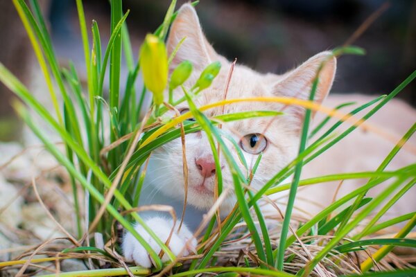Rote Katze im grüngelben Gras