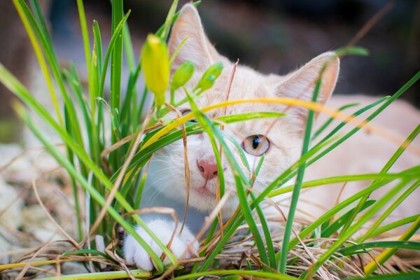 A red cat in the green-yellow grass