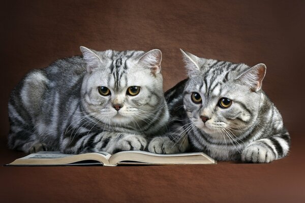 Deux chats lisant un livre sur fond brun