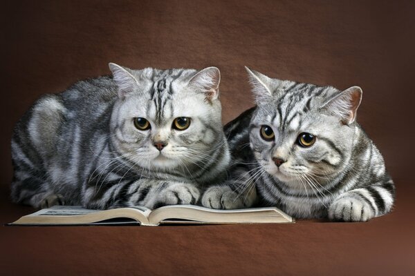 Dwa koty czytam książkę na brązowym tle