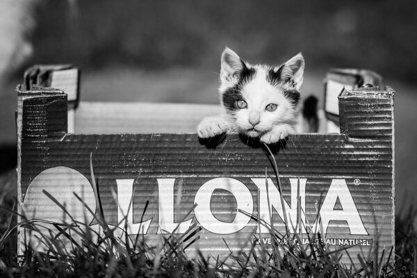 Black and white photo of a kitten in a box. Surrounded by grass