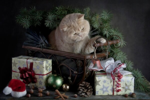 A cat with gifts and a New Year mood