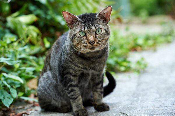 Gatto serio tra il verde sulla strada