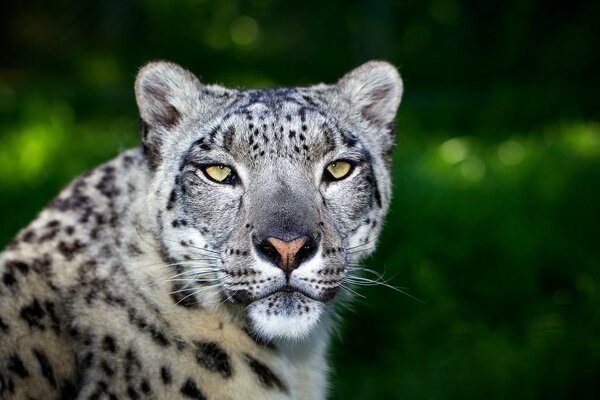 Leopard auf grünem Naturhintergrund
