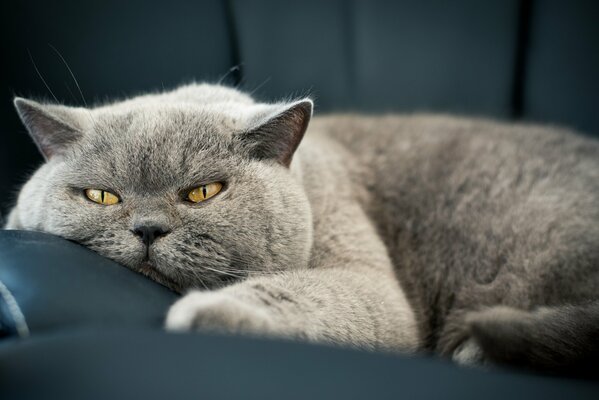 Die graue Katze beschloss, sich zu legen