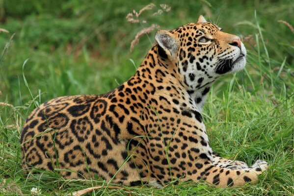 Eine gefleckte Wildkatze im Urlaub