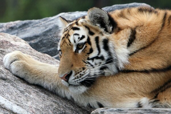 Amur tiger resting on a rock