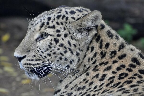 Muso di leopardo persiano di profilo