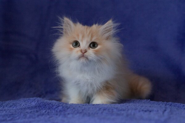 Lindo gatito peludo con una mirada agradable