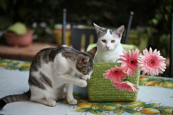 Les chatons jouent dans les couleurs de gerbera