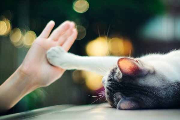 Le chat donne à l homme cinq