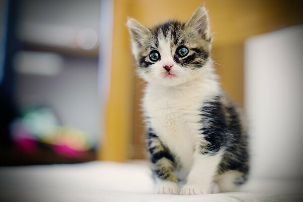 Eine Katze mit schönen Augen schaut nach vorne