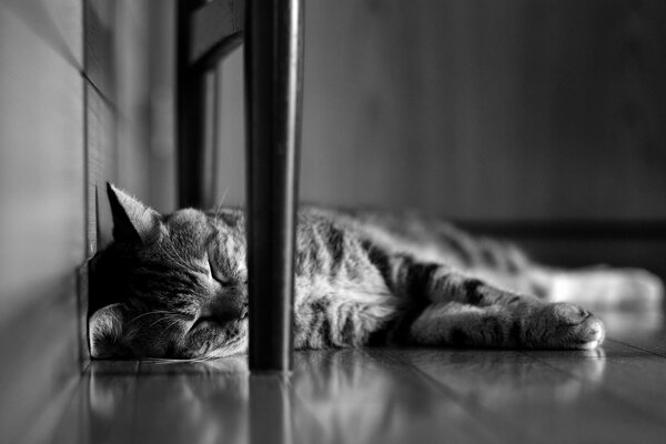 Foto in bianco e nero di un gatto addormentato