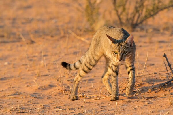 Dziki afrykański kot na pustyni