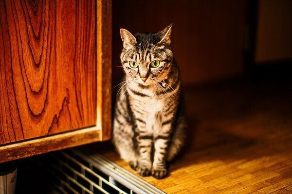 Gestreifte braune Katze schaut nachdenklich in die Ferne