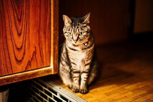 Pręgowany brązowy kot tęsknie patrzy w dal