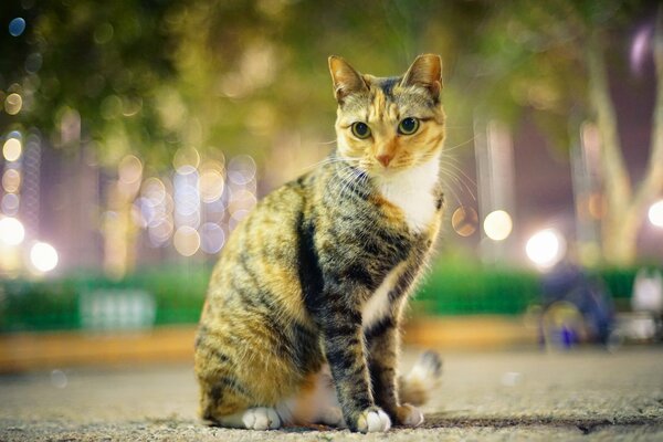 Katze im Stadtpark am Abend