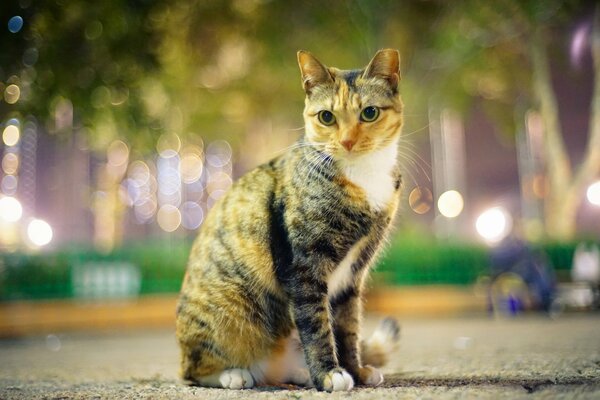 Gato en el parque de la ciudad por la noche