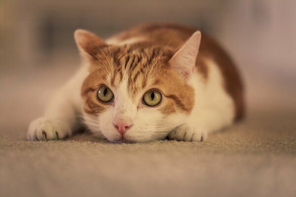 Chat blanc-rouge couché sur le tapis