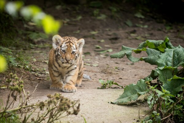 Tigre de l amour parmi les bardanes