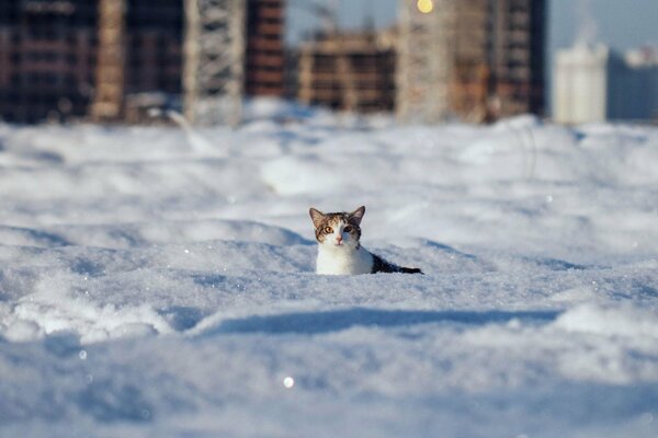 Katze im Schnee auf dem Hintergrund von Hochhäusern