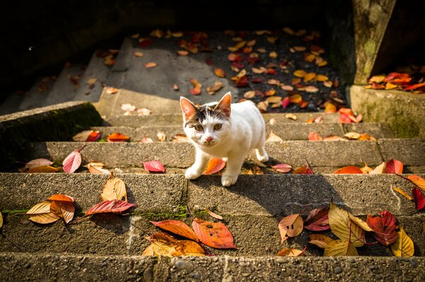 A sly white and black meow sneaks up a stone staircase in autumn foliage